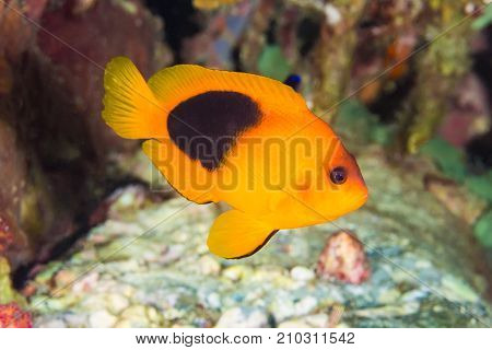 Red Saddleback Anemonefish (amphiprion Ephippium)