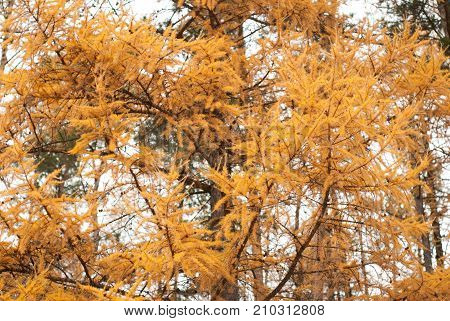 Close up of beautiful larch tree branch with bright yellow needles
