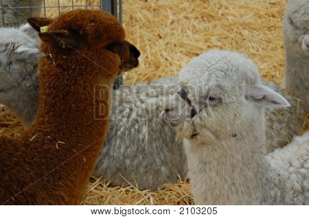 Alpacas