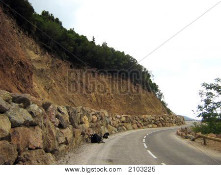 Mucche E Strada