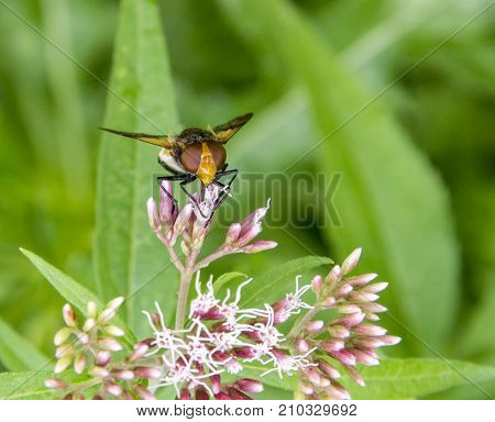 hoverfly named Pellucid Fly resting on a flower head in natural bacl