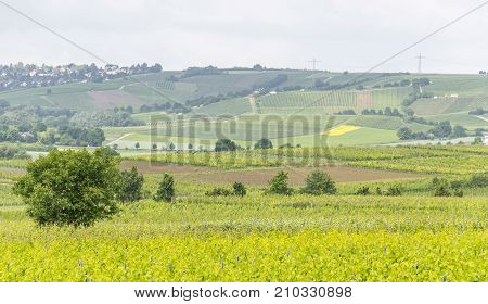 winegrowing scenery around Loerzweiler in the Rhineland-Palatinate in Germany at spring time