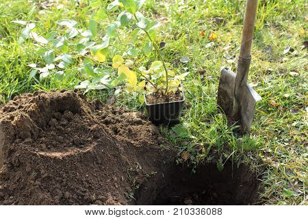 young garden bilberry next to the shovel and the prepared hole with litter / autumn planting berry bushes