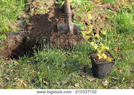 young bush garden bilberry before planting in the garden in autumn / breeding fruit plants