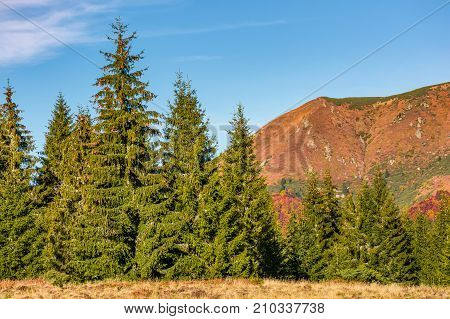 Spruce Forest At The Foot Of A Mountain Ridge