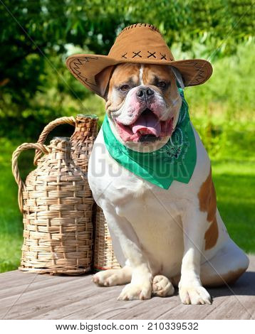 American bulldog in cowboy hat and handkerchief sitting next to the demijohns of wine