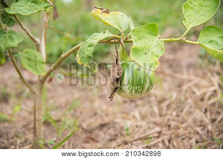 Close up Solanum xanthocarpum on green plants.