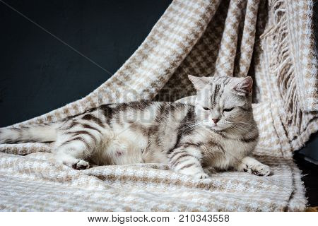 Pregnant cat laying on the fabric textile material.