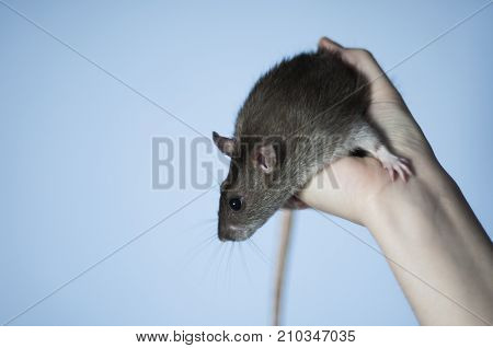 Happy pet rat sitting on a hand