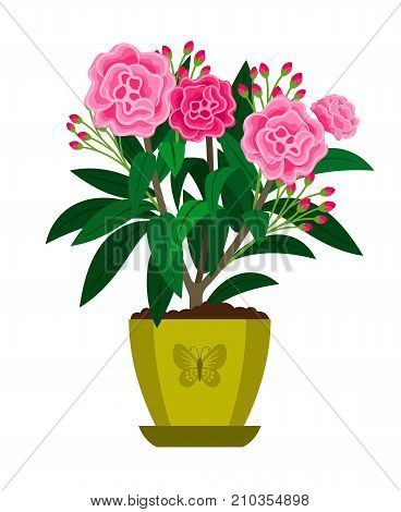 Oleander blooming houseplant in flowr pot, vector icon on white background