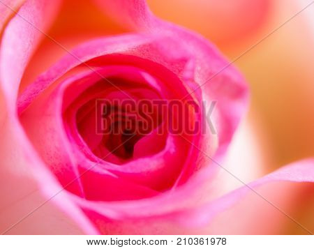 Soft blur focus of close up beautiful rose flower background. textures of pink rose petals.