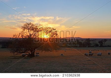 Rural sunset landscape scene with sheep on farmland between the towns of Grenfell and Young in the NSW countryside, Australia
