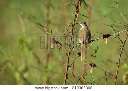 Image of bird (Streak-eared Bulbul; Pycnonotus blanfordi) on the branch on nature background. Animals.