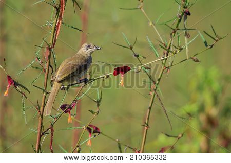 Image of bird (Streak-eared Bulbul; Pycnonotus blanfordi) on the branch on nature background. Animals.