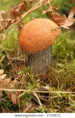 오렌지 컵 Bolete