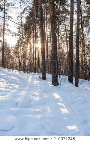 Winter landscape. Low winter sun is shining through trees in pine forest and solar path and shades from trees on snow.