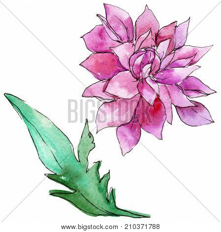 Wildflower chrysantemum flower in a watercolor style isolated. Full name of the plant: chrysantemum, golden-daisy. Aquarelle wild flower for background, texture, wrapper pattern, frame or border.