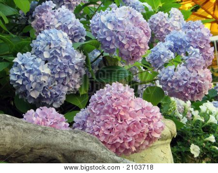 Flowers2