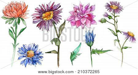 Wildflower chrysantemum flower in a watercolor style isolated. Full name of the plant: chrysantemum, golden-daisy. Aquarelle wild flower for background, texture, wrapper pattern, frame or border.