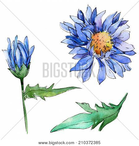 Wildflower chrysantemum flower in a watercolor style isolated. Full name of the plant: chrysantemum, golden-daisy. Aquarelle wild flower for background, texture, wrapper pattern, frame or border.