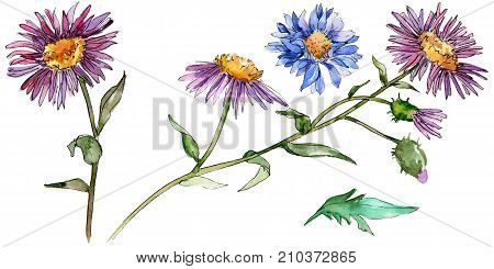 Wildflower chrysantemum flower in a watercolor style isolated. Full name of the plant: chrysantemum, golden-daisy. Aquarelle wild flower for background, texture, wrapper pattern, frame or border.