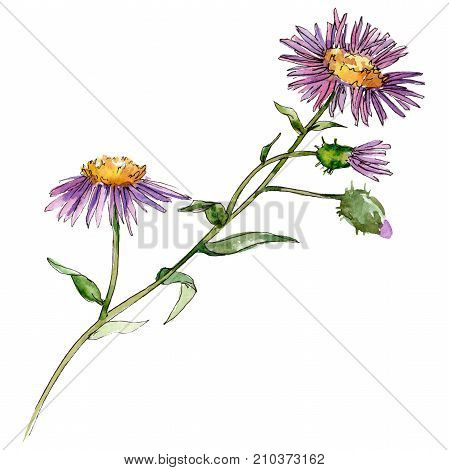 Wildflower chrysantemum flower in a watercolor style isolated. Full name of the plant: chrysantemum, golden-daisy. Aquarelle wild flower for background, texture, wrapper pattern, frame or border.