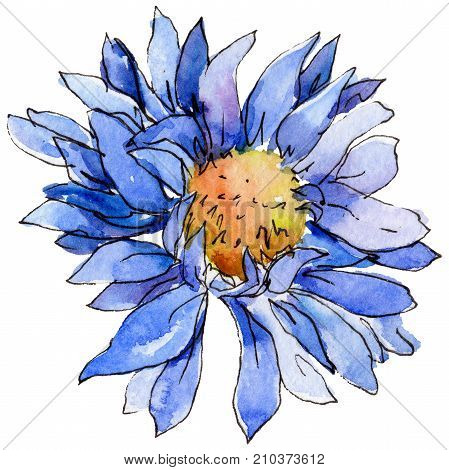 Wildflower chrysantemum flower in a watercolor style isolated. Full name of the plant: chrysantemum, golden-daisy. Aquarelle wild flower for background, texture, wrapper pattern, frame or border.