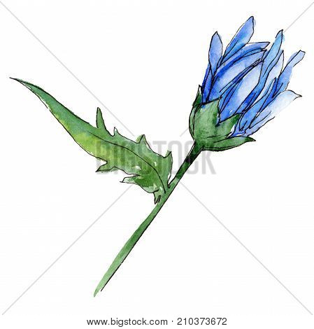 Wildflower chrysantemum flower in a watercolor style isolated. Full name of the plant: chrysantemum, golden-daisy. Aquarelle wild flower for background, texture, wrapper pattern, frame or border.