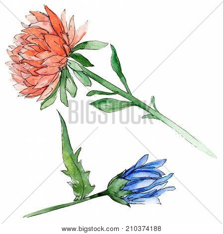 Wildflower chrysantemum flower in a watercolor style isolated. Full name of the plant: chrysantemum, golden-daisy. Aquarelle wild flower for background, texture, wrapper pattern, frame or border.