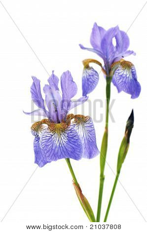 Iris Sanguinea