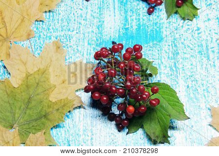 Ripe Viburnum
