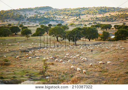 Sheep Herd On Pasture In Sardinia