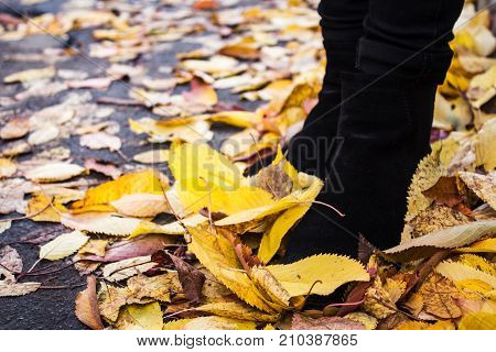 female boots in the autumn bright leaves