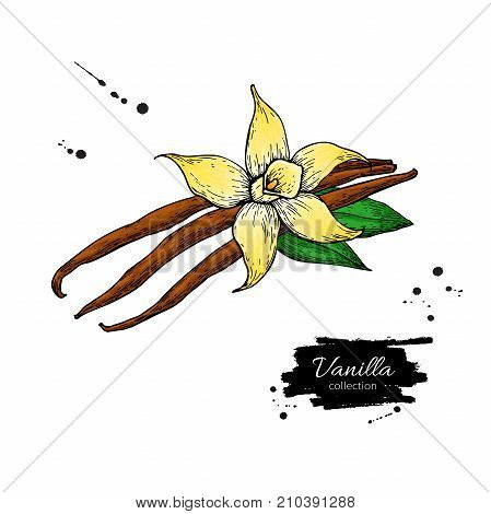 Vanilla flower and bean stick vector drawing. Hand drawn sketch food illustration isolated on white. Artistic style spice and flavor object. Cooking and aromaterapy ingredient.