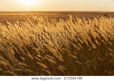 steppe feather grass in the rays of the sunset