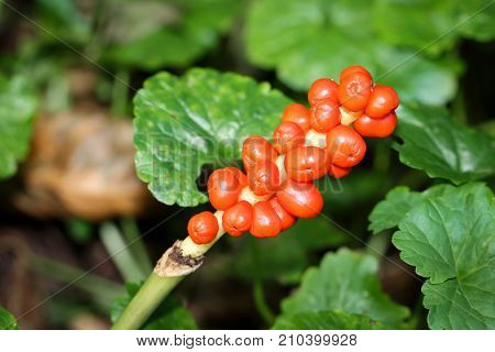 a aron in the green in the forest, (Araceae), poisonous plant