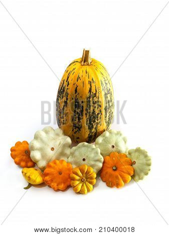 One big pumpkin and different bush pumpkins or marrow sqashes on white background. Autumn vegetables concept.