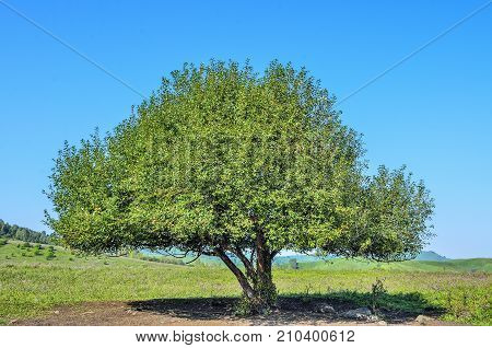 Lonely green tree with lush foliage on the flowering meadow in mountain valley - bright summer landscape with blue clear sky
