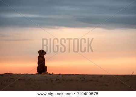 Dog Nova Scotia duck tolling Retriever sitting on the sand on the seashore at sunset