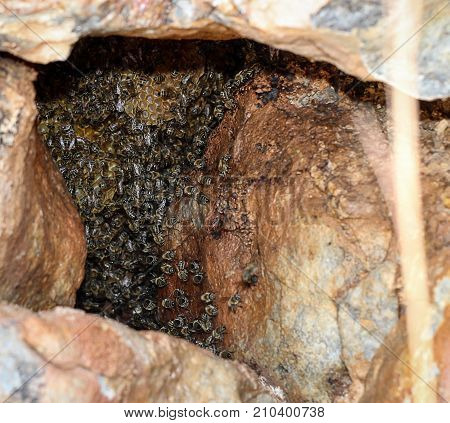 colony of wild bees in the rocks