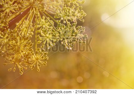 close-up of an umbel of garden angelica. angelica flower