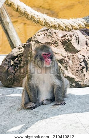 Japanese Macaque In The North Of Honshu Near Residential Buildings