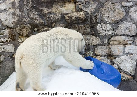 White Bear Is Played With A Blue Platinum Barrel Left By People, Global Pollution Of Wildlife