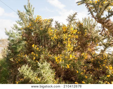 Beautiful Stunning Growing Yellow Bright Gorse Flowers On Spiky Bush