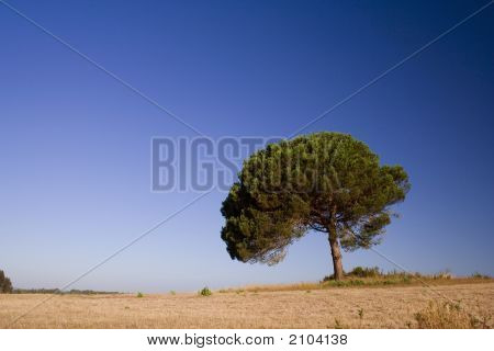 einsamer baum blau