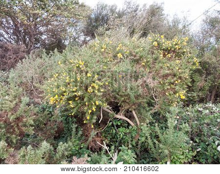 Small Yellow Growing Gorse Flower Tips On Shrub