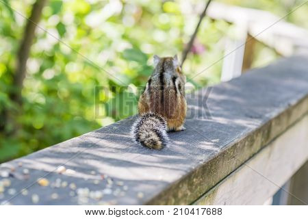 Fluffy striped chipmunk eating seeds on a fence running through a natural parkland back turned to camera. Wildlife in autumn scene
