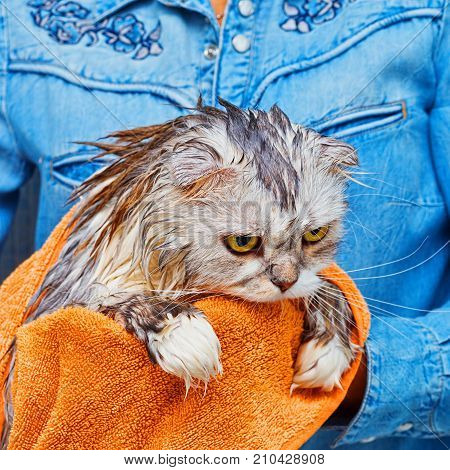 Dissatisfied Wet Cat After Wash In Bathroom