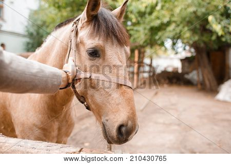A large beautiful light brown and young horse with a dark mane on the farm on a blurred background. Animals concept.