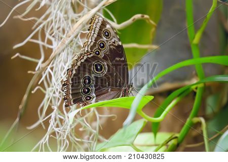 Owl Butterfly Caligo Memnon sitting on a leaf